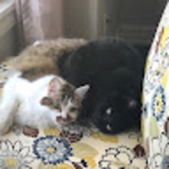 Meet your Posher, Emily - Picture 1 of 1